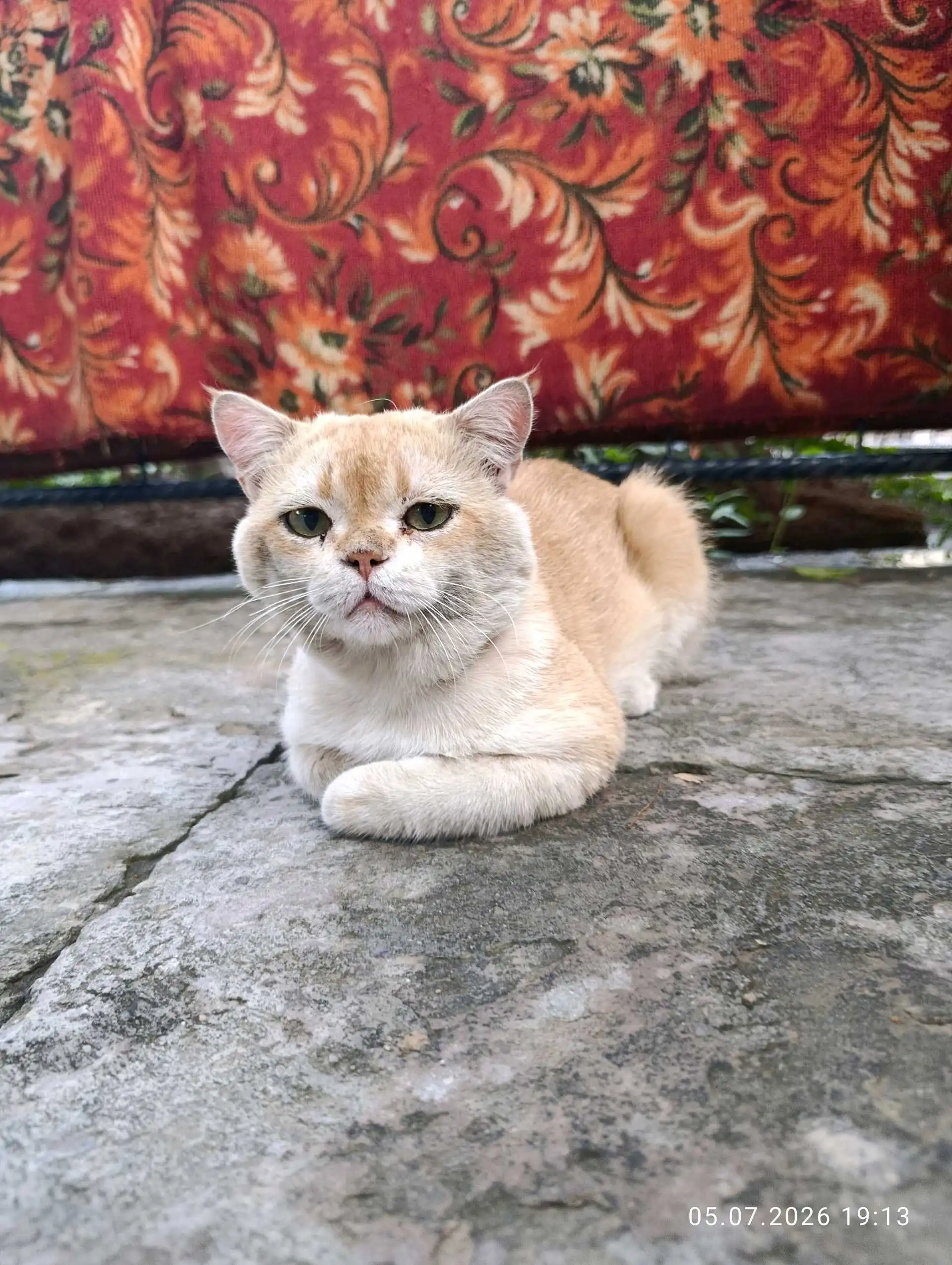 Гурбачаи зотӣ бо волидони British Chinchilla ва
