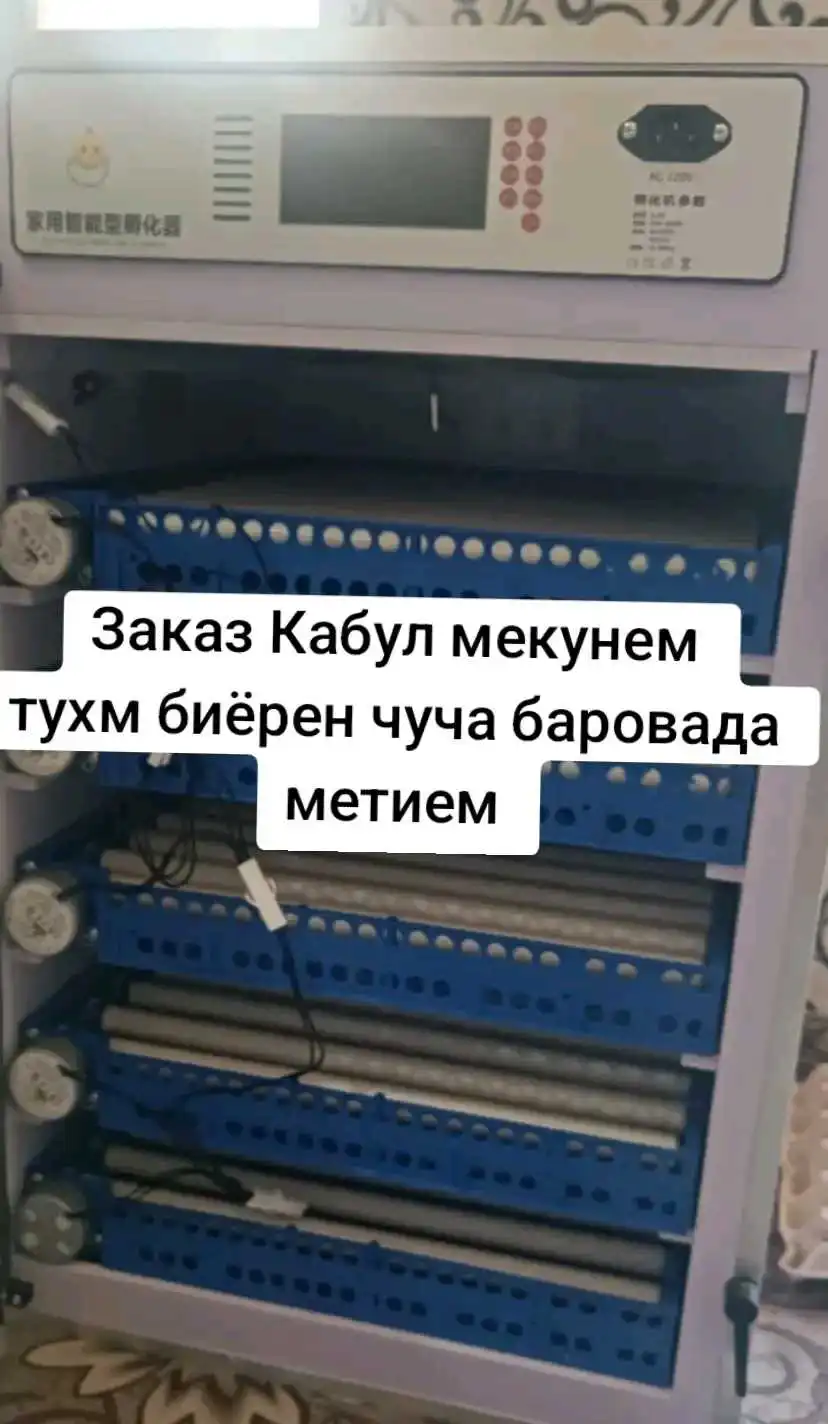 Услуги инкубация