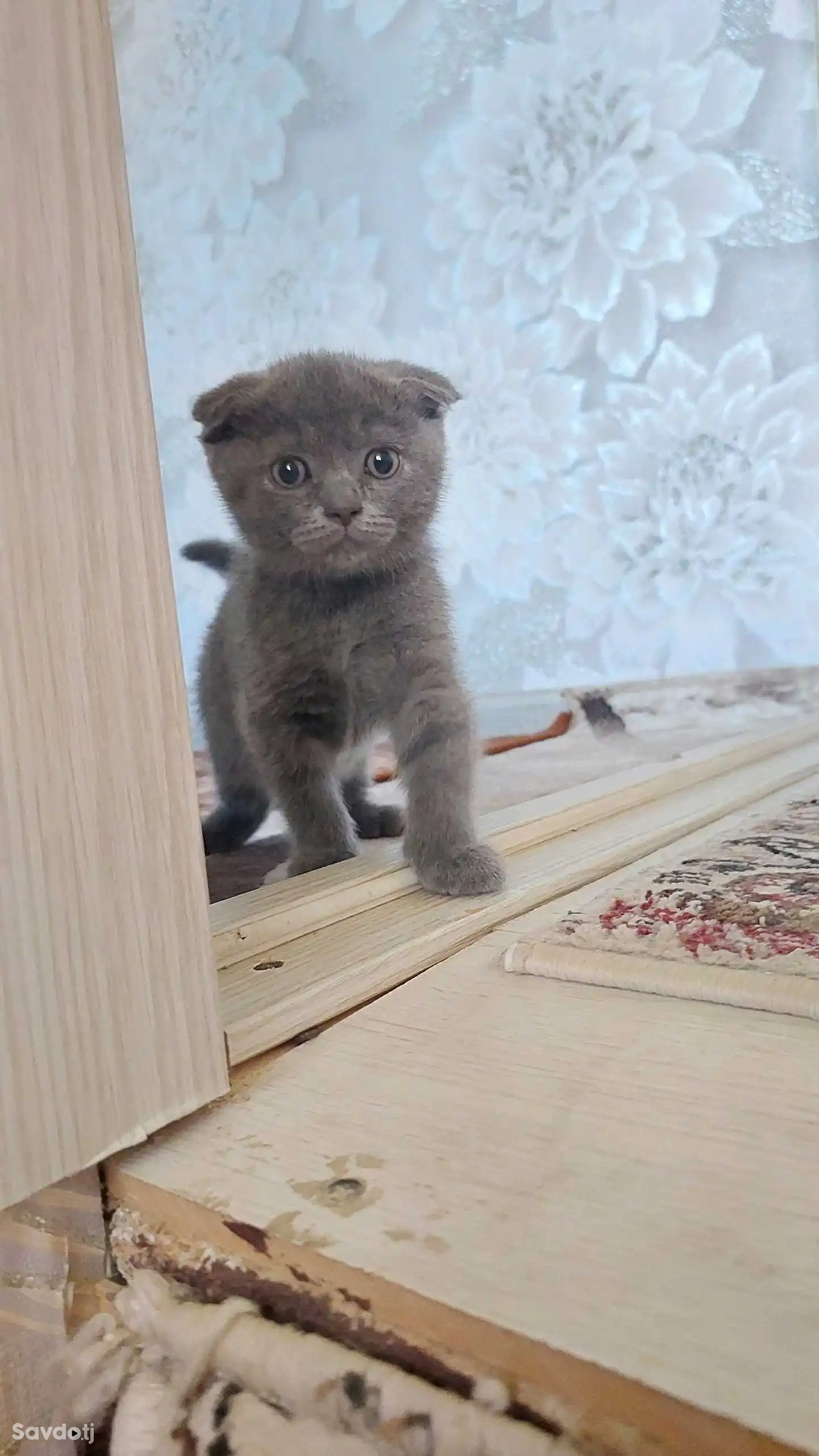 Шотланский котята