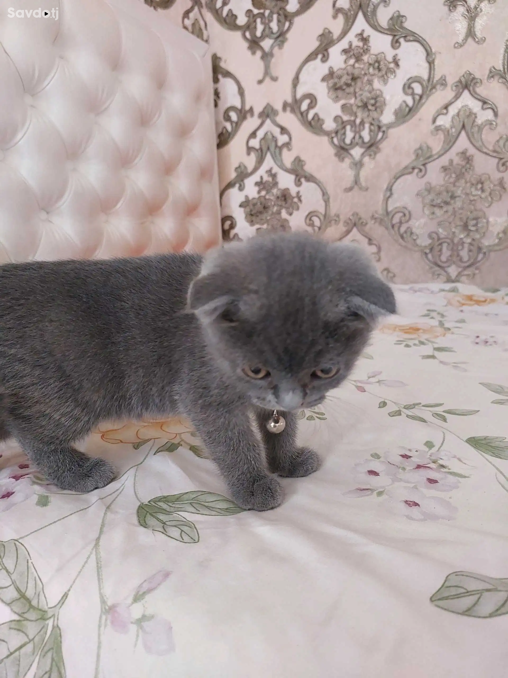 Шотланский котята