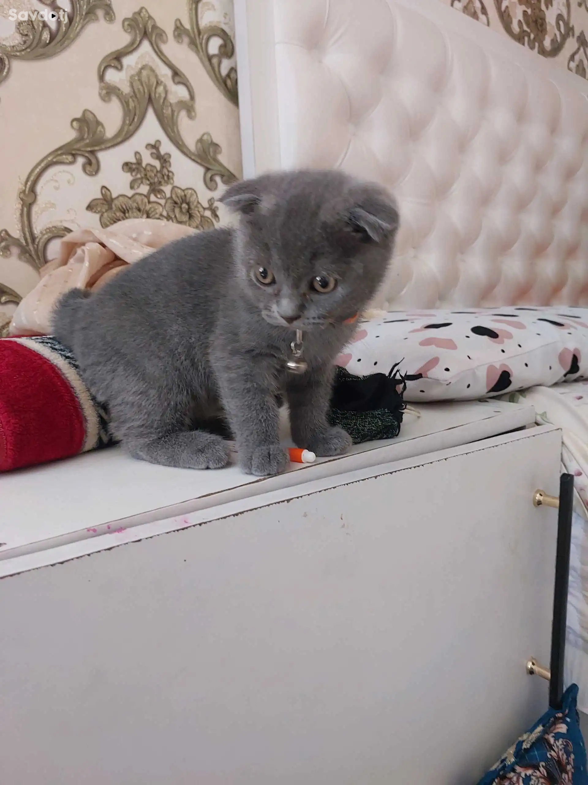Шотланский котята