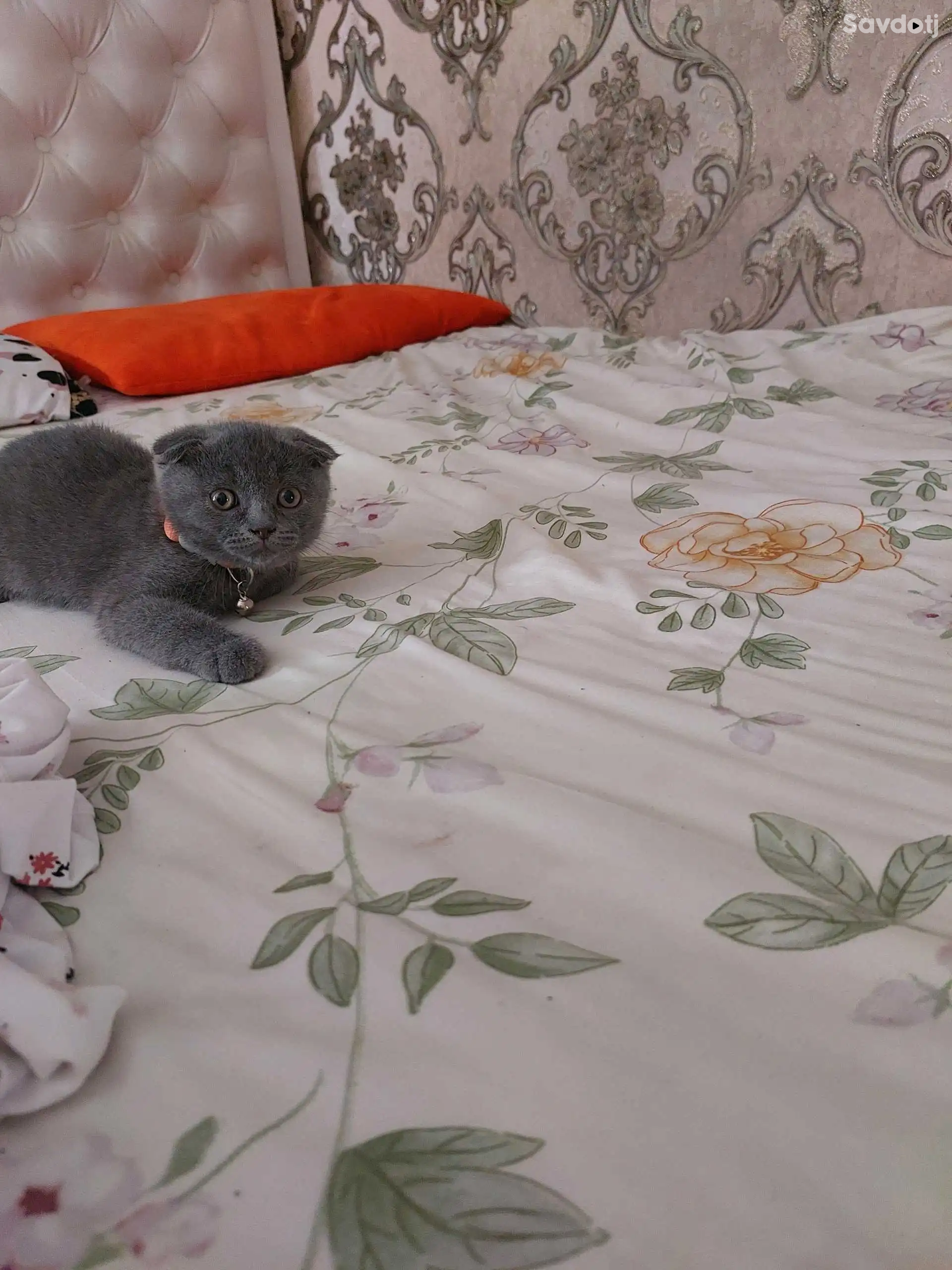 Шотланский котята