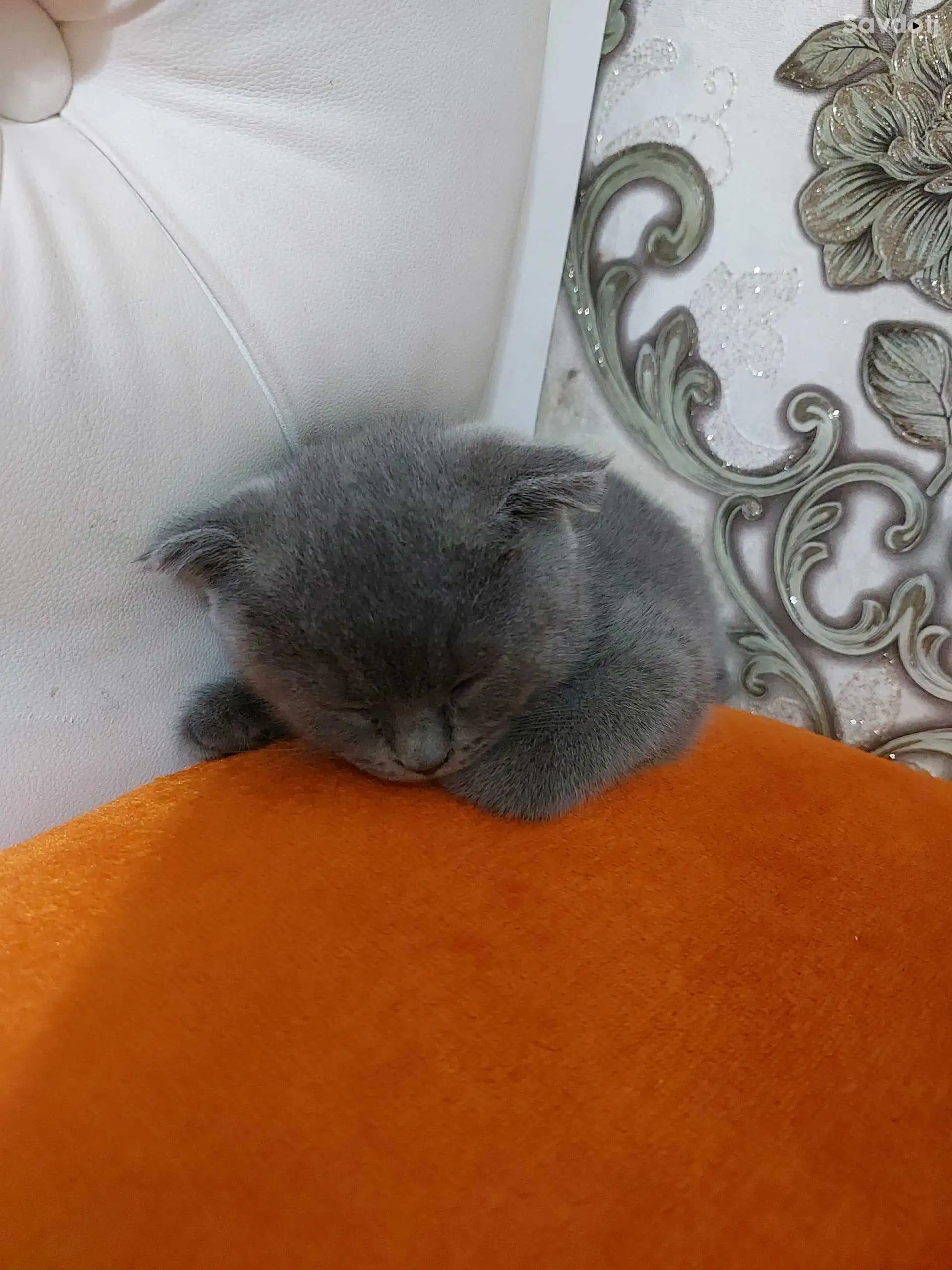 Шотланский котята