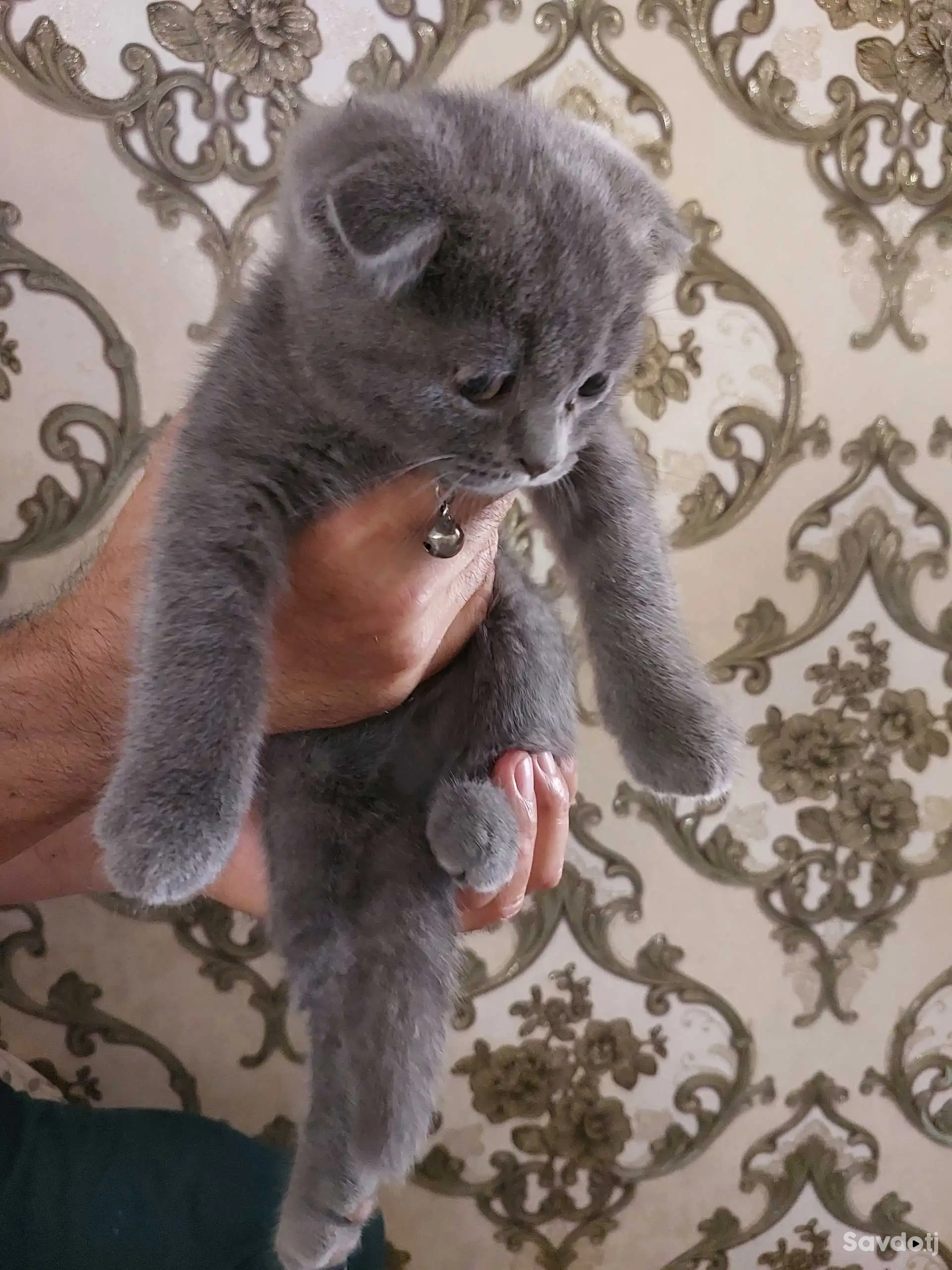 Шотланский котята