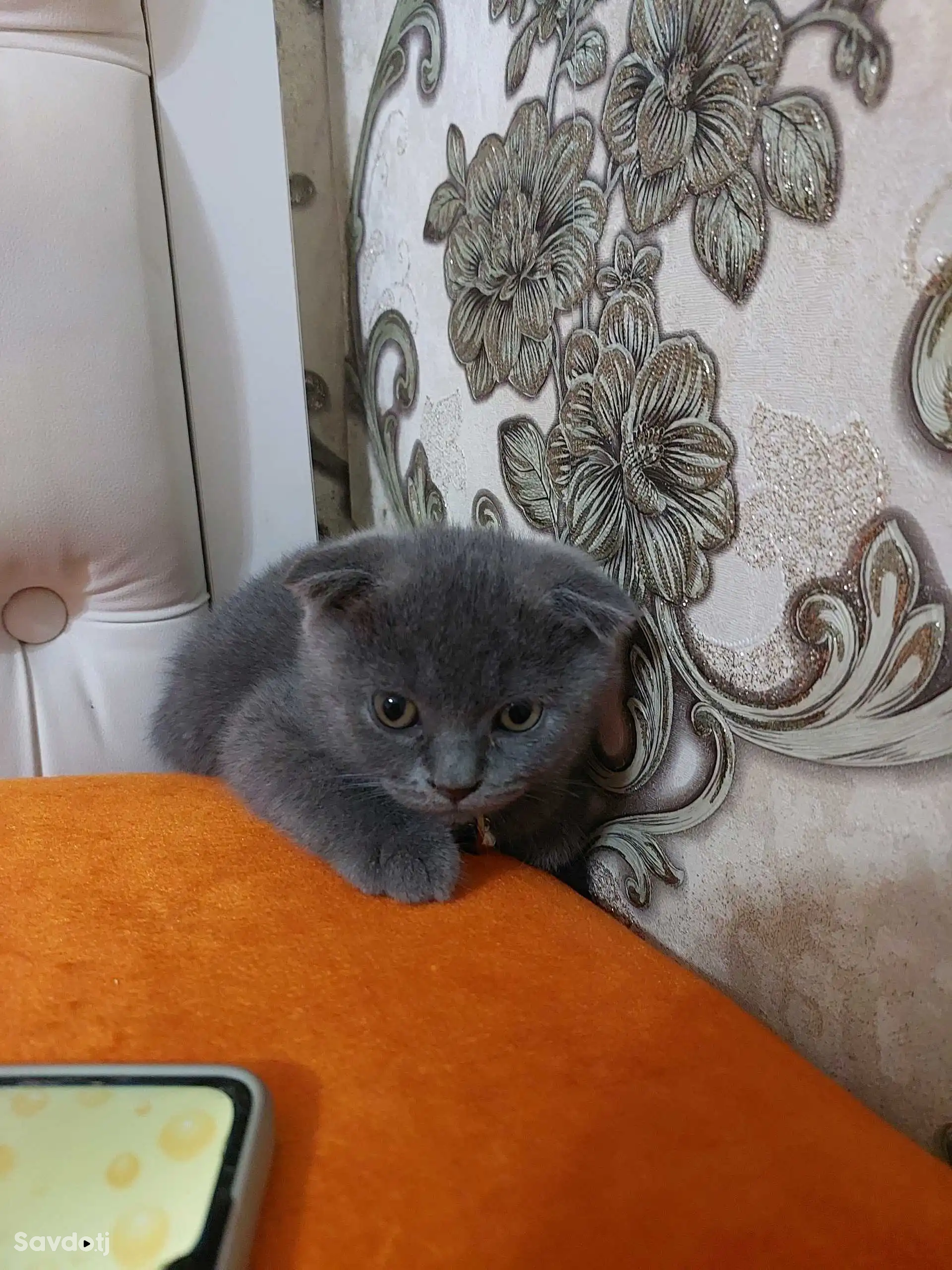 Шотланский котята