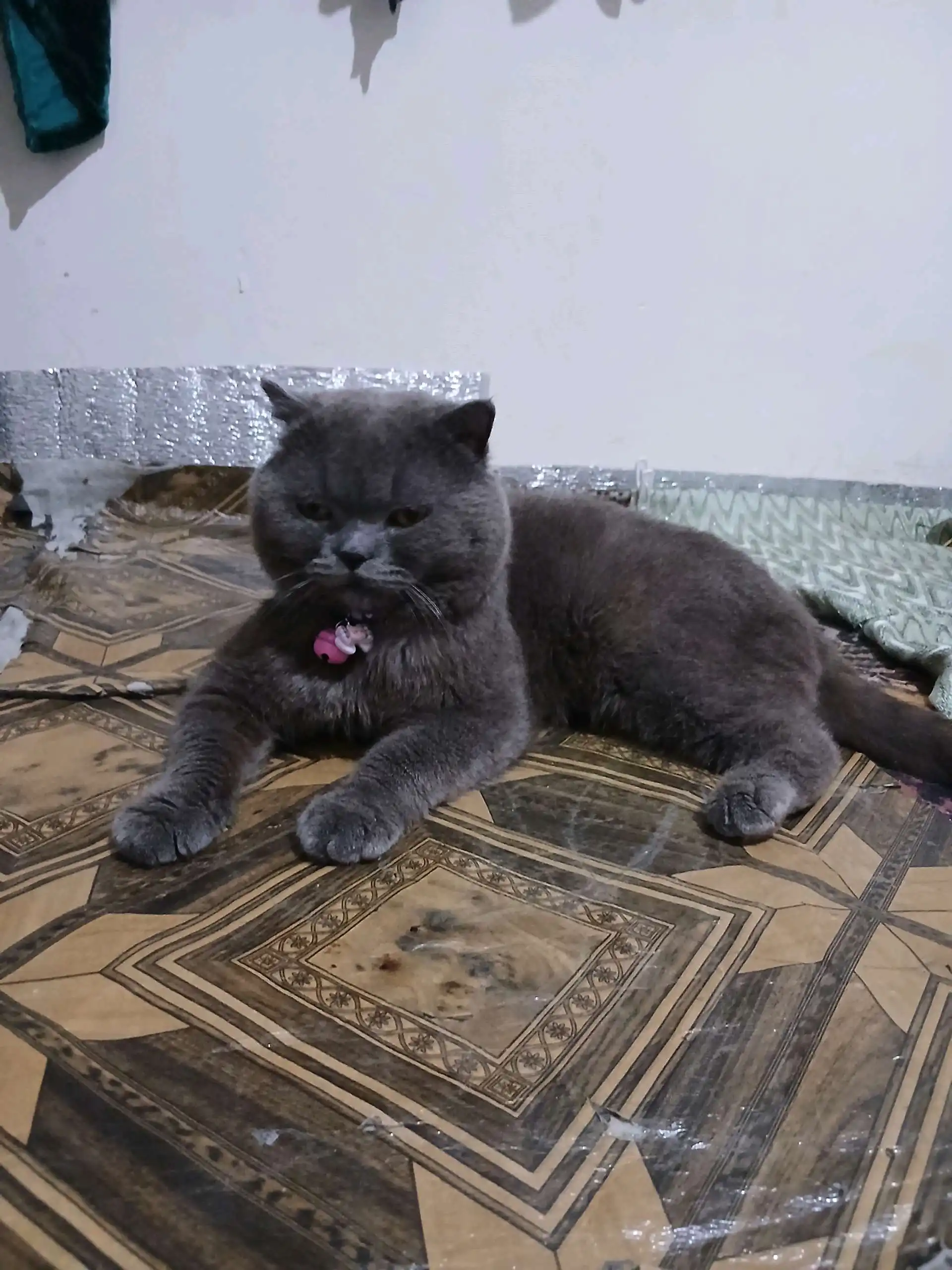 пишаки шаклански