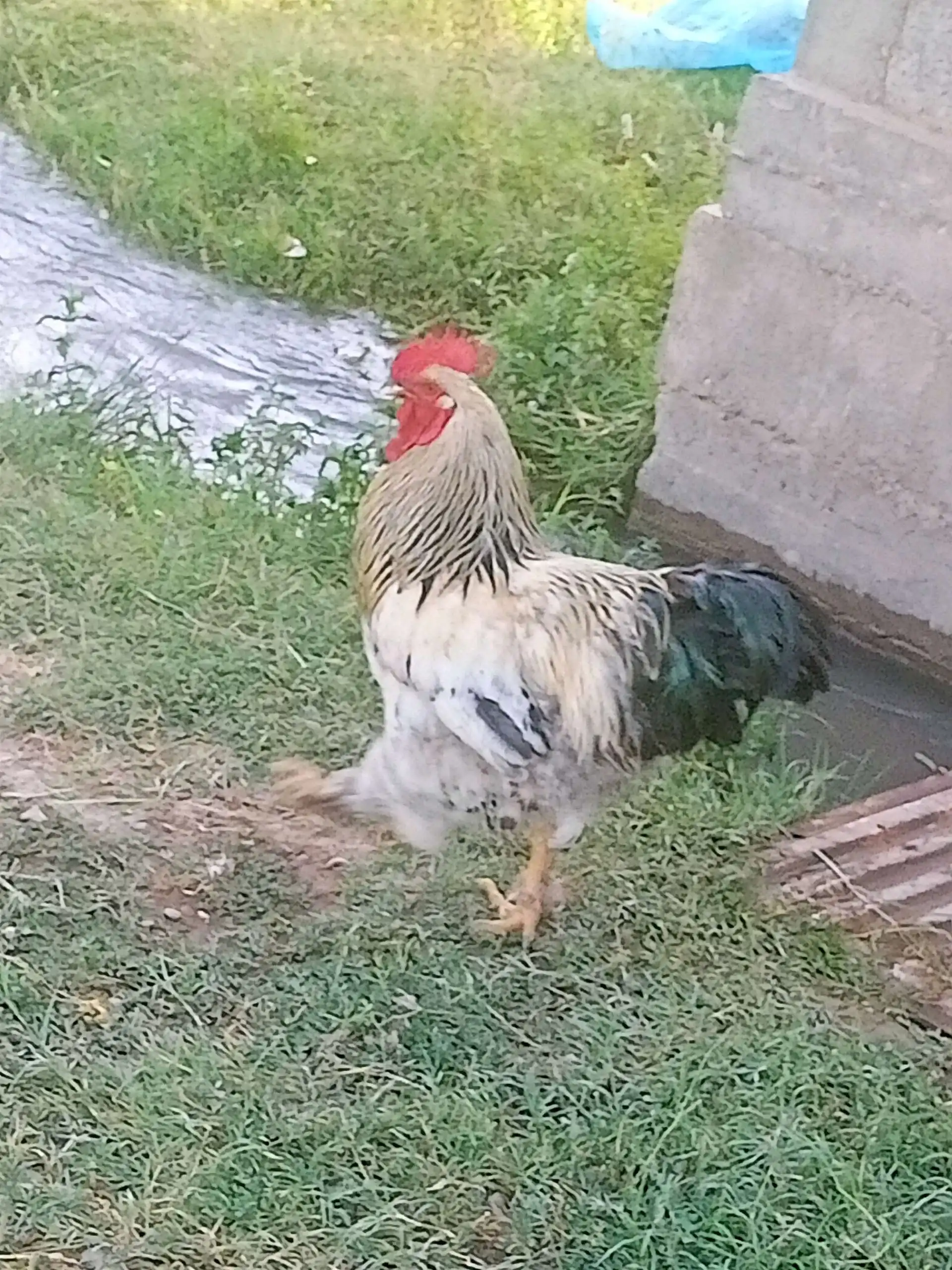 Мурги рябушка