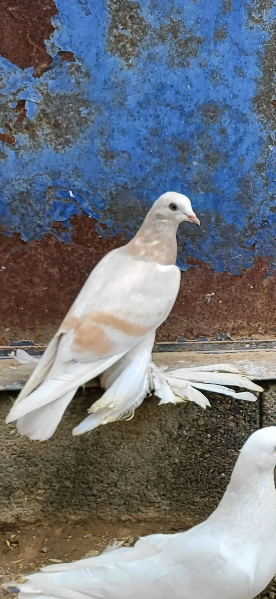 Кабутар 