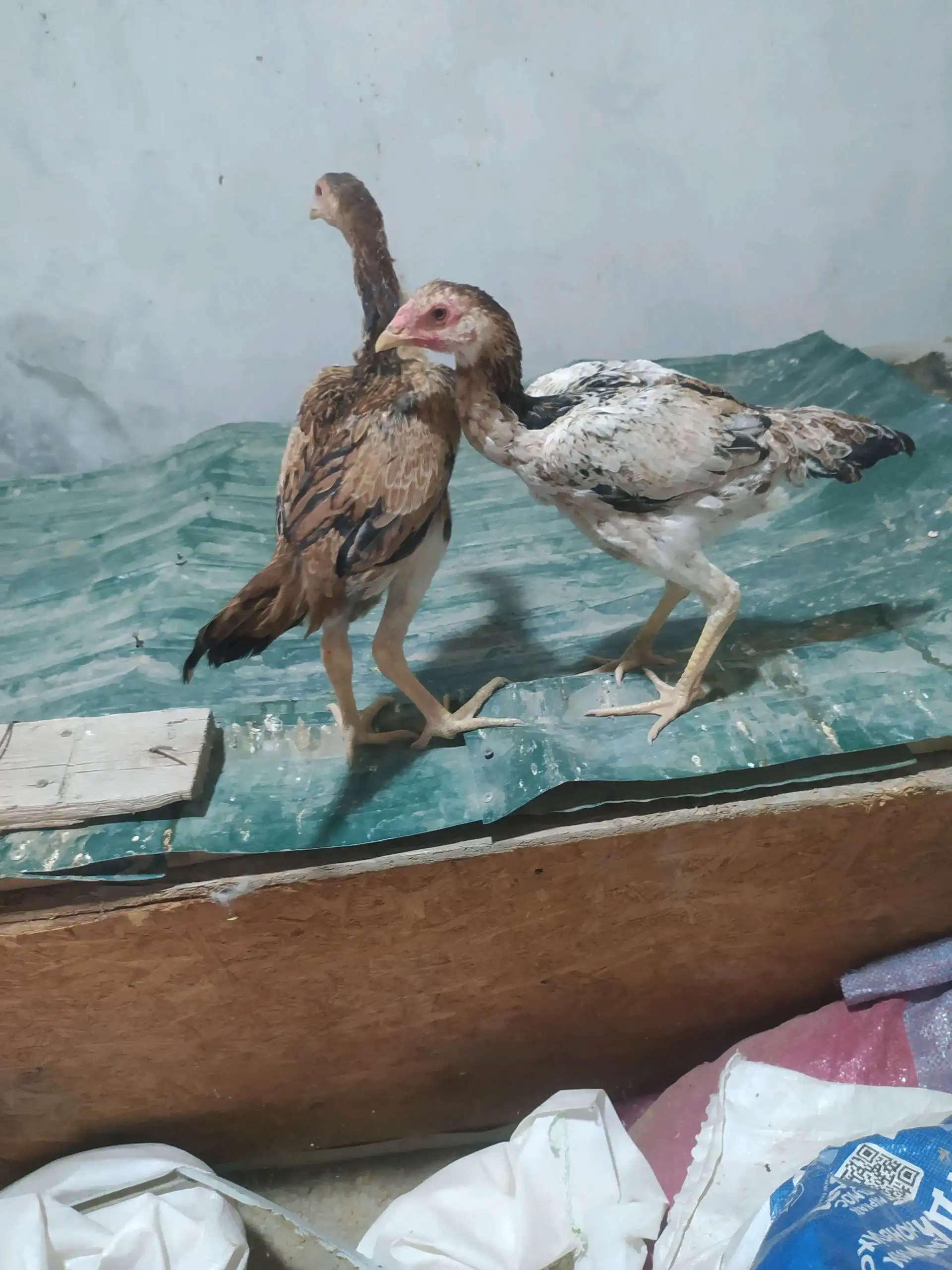 чучи даканг