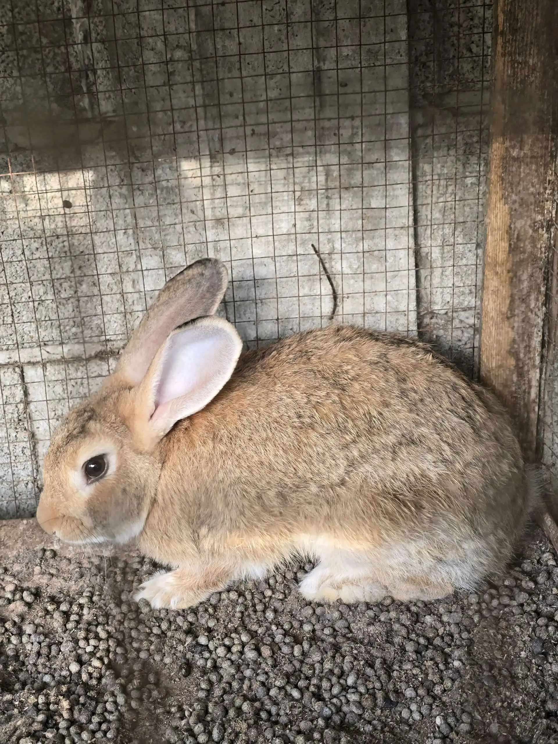 харгуши нар