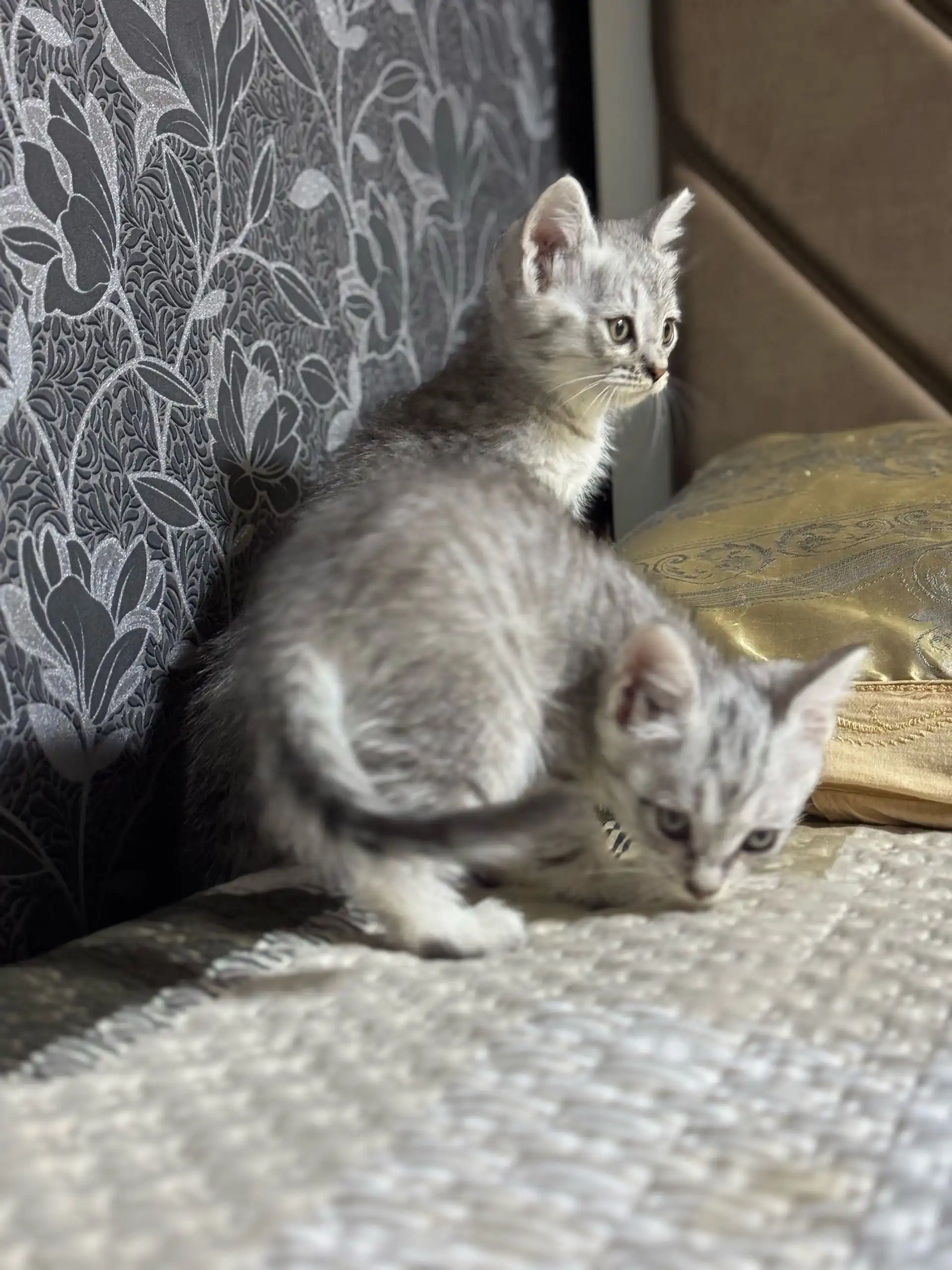 котята порода Шиншилла