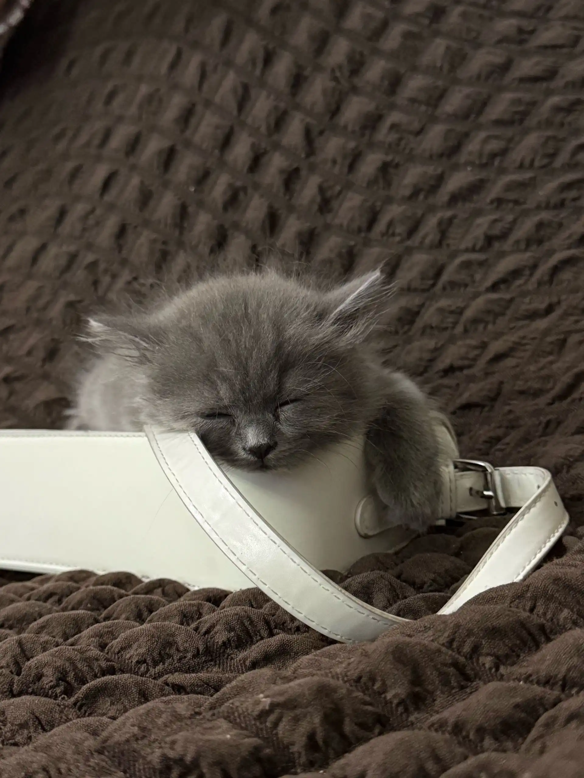 шотландская кошка