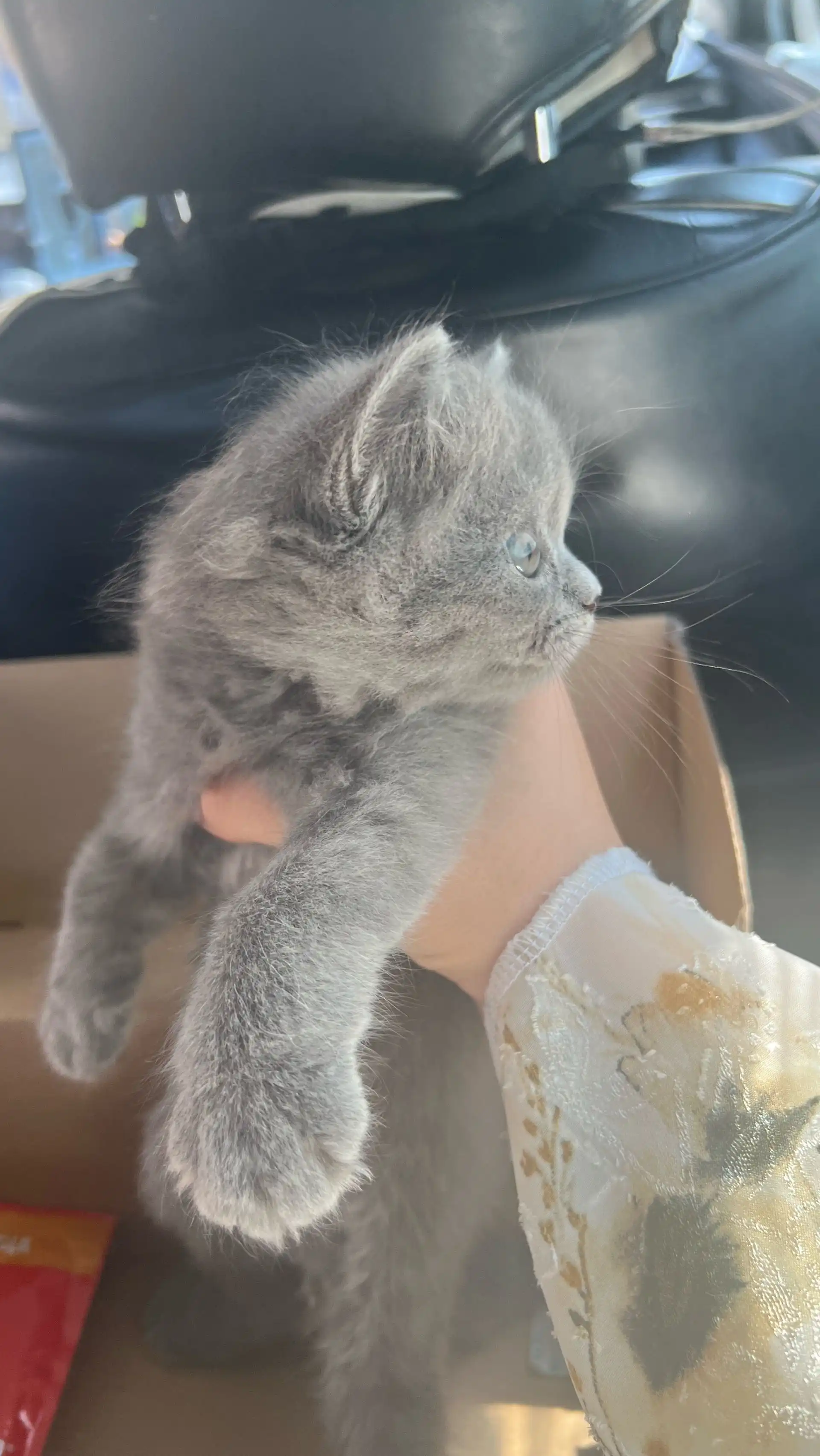 шотландская кошка