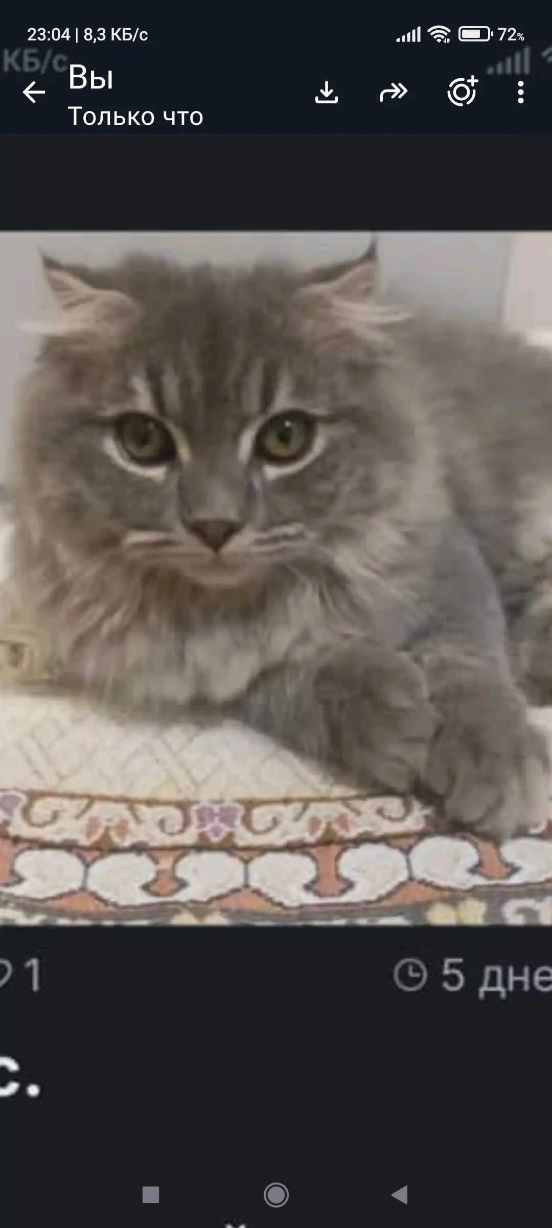 Шотландский вислоухий кот