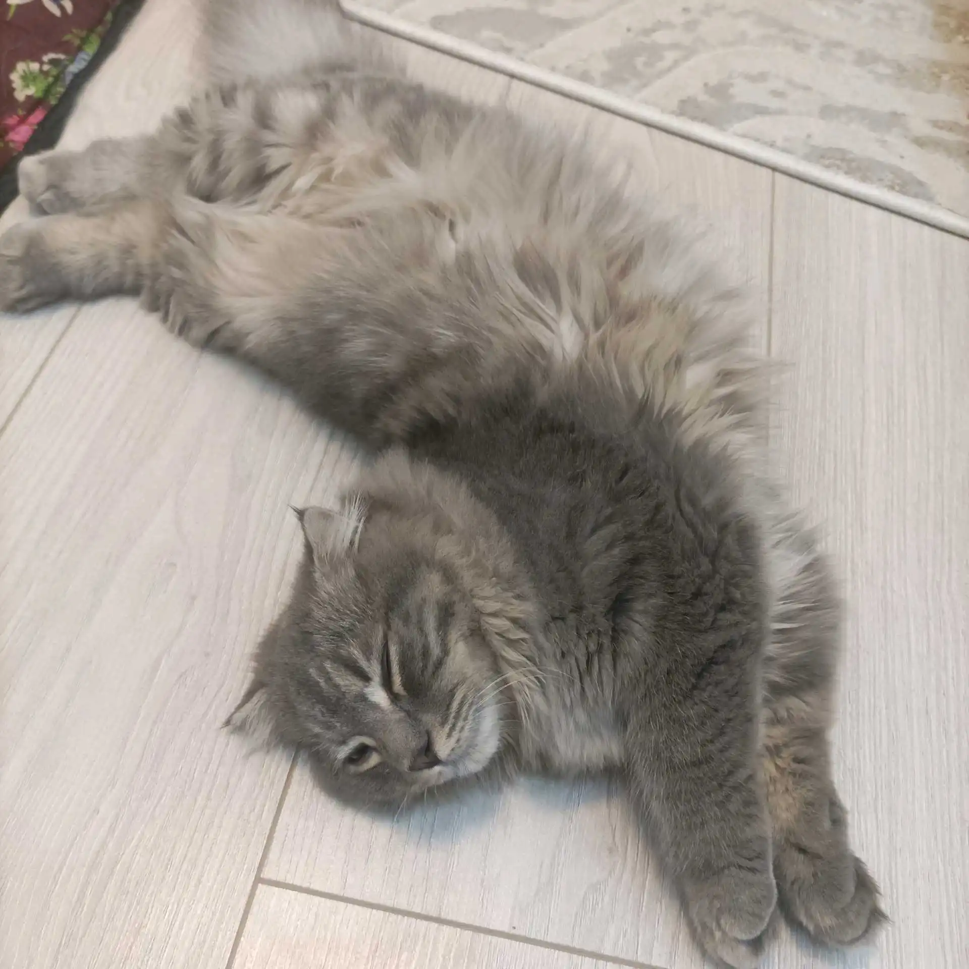 шодлански кот