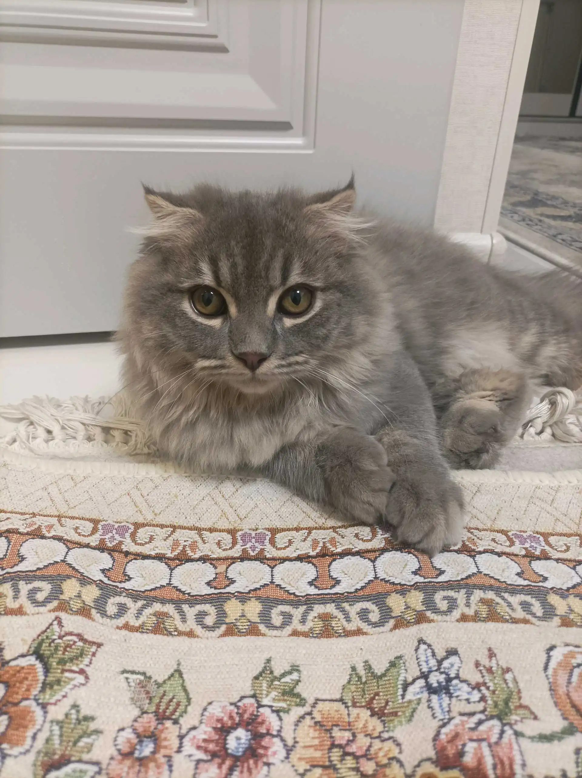 шодлански кот