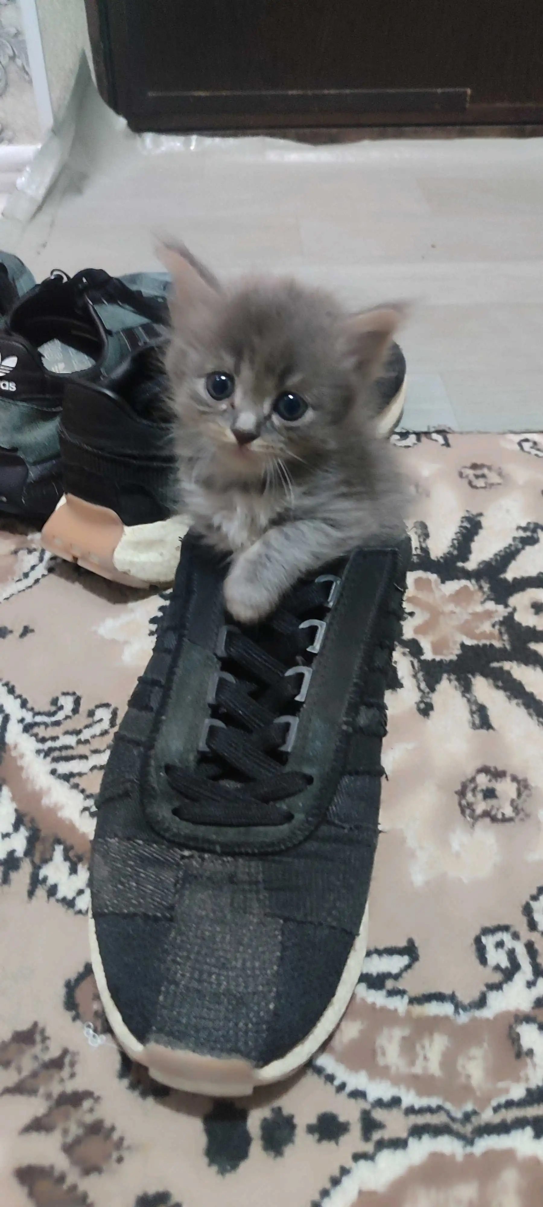 Шотландский котенок 