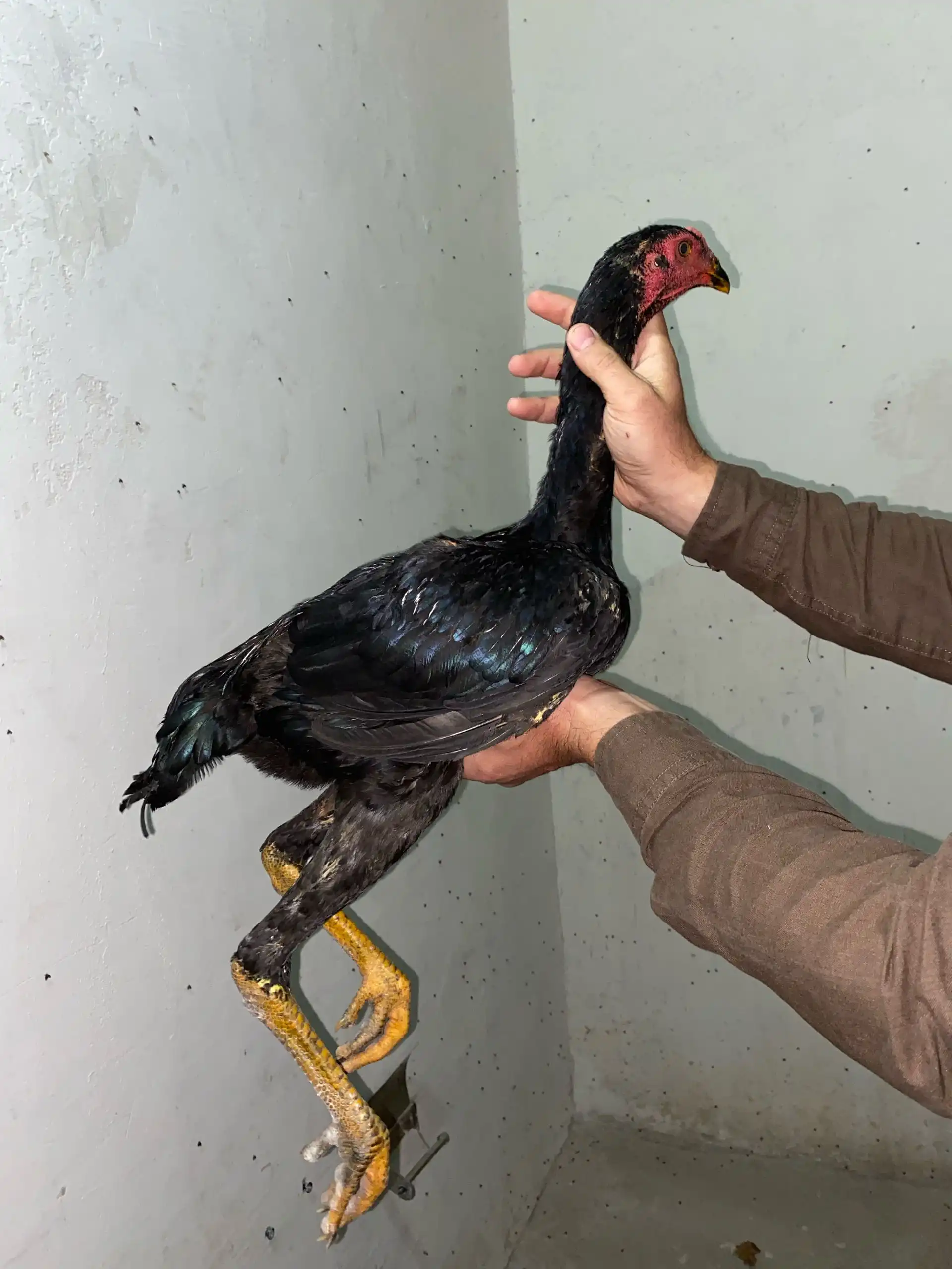 Дакан — фото 2