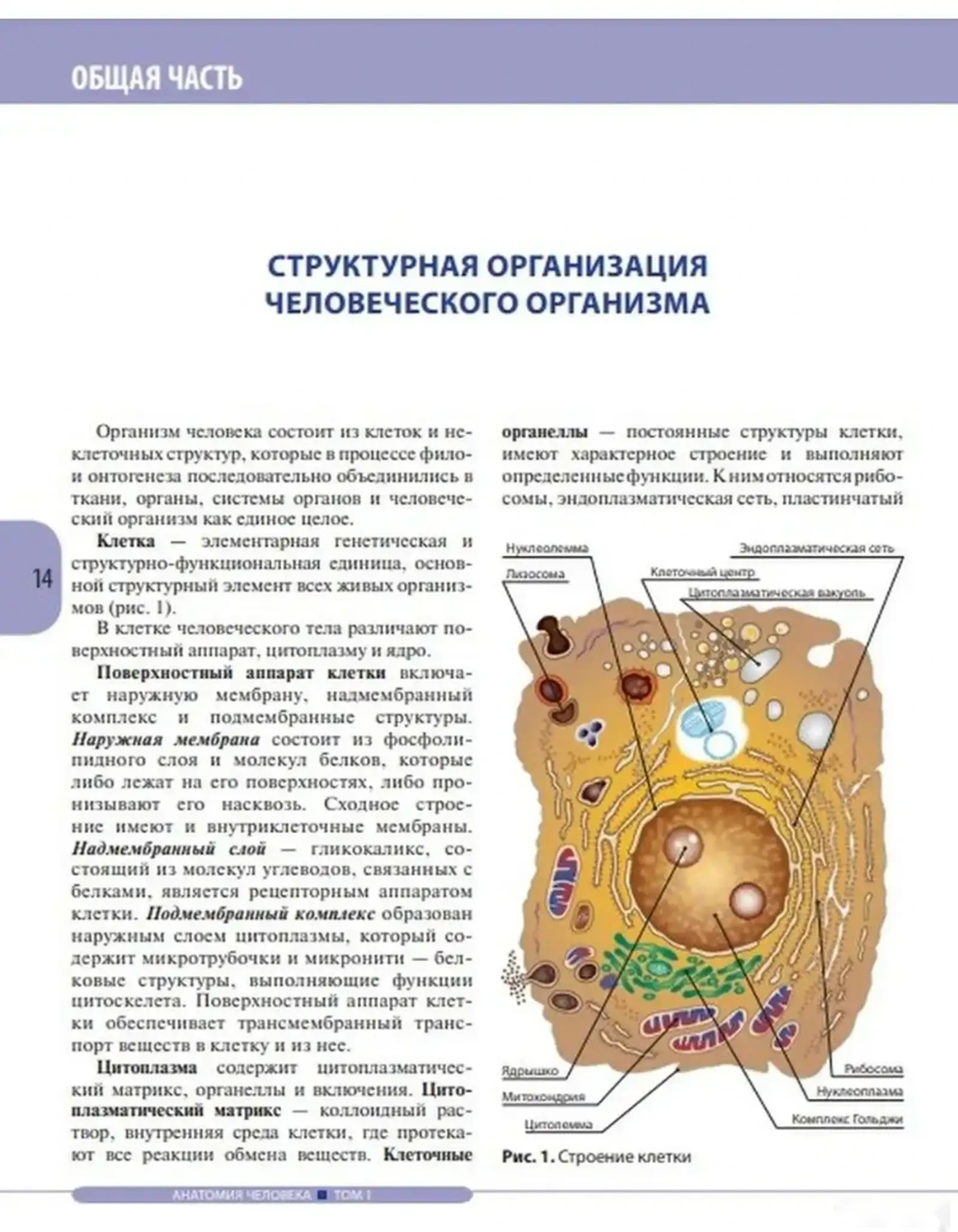 Книга Анатомия человека — фото 3