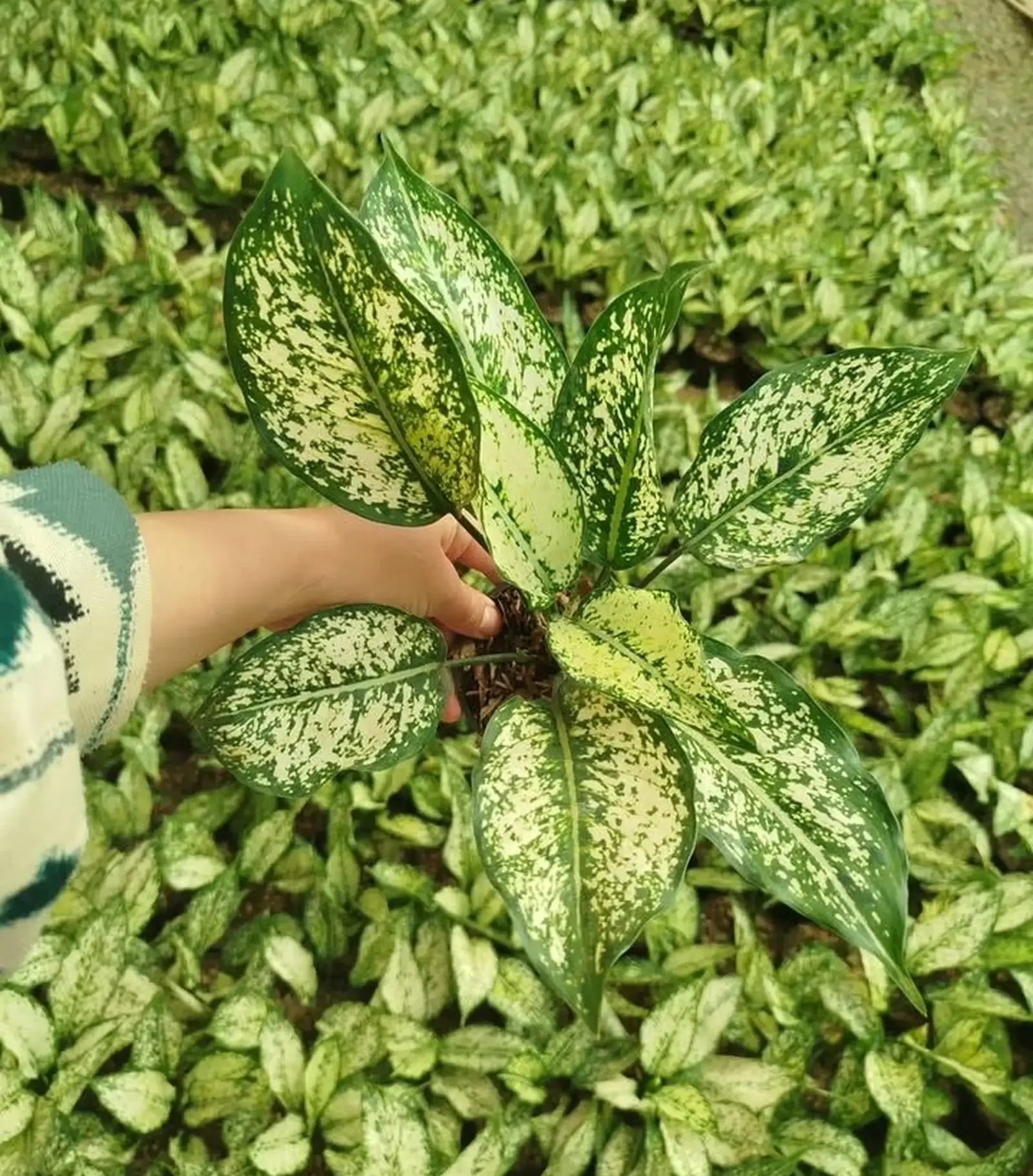 Гулхои Хонаги — фото 5