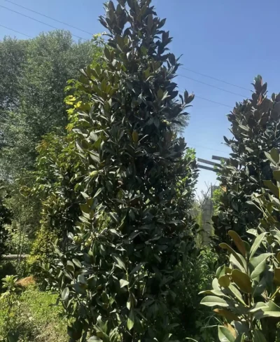 Магнолия — миниатюра 2