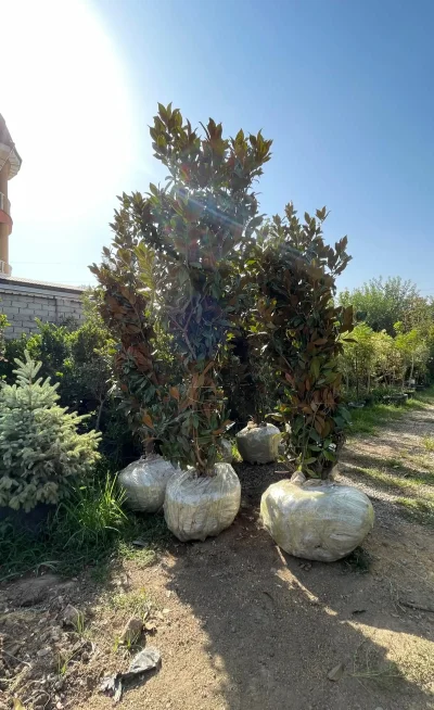 Дерево Магнолия — миниатюра 2