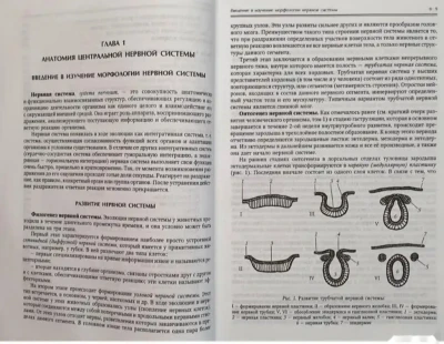 Нормальная Анатомия Человека — миниатюра 2