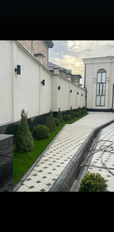 Шамшод Вечнозелёные