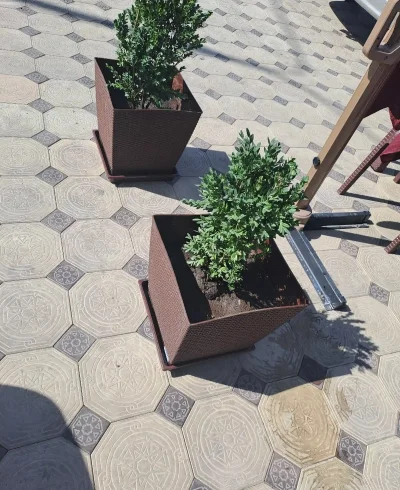 Цветочница Бали