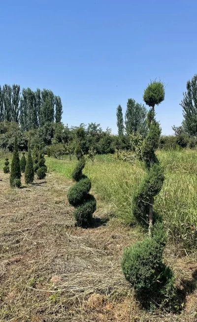 Можжевельник Спираль — миниатюра 3
