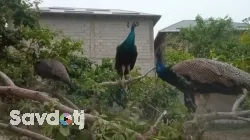 Товусҳои фуруши