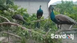 Товусҳои фуруши