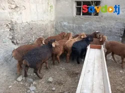 Барра