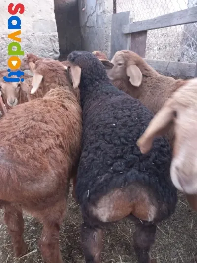 Барра