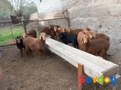 Барра