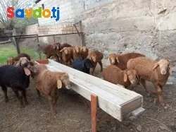 Барра