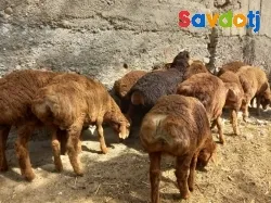 Қӯшқорбарра