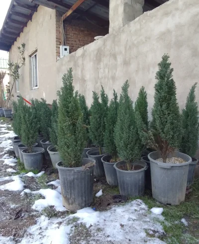Фосфорная ель