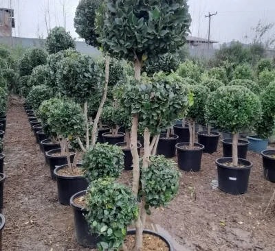 Ёсамин Вечнозелёные — миниатюра 6