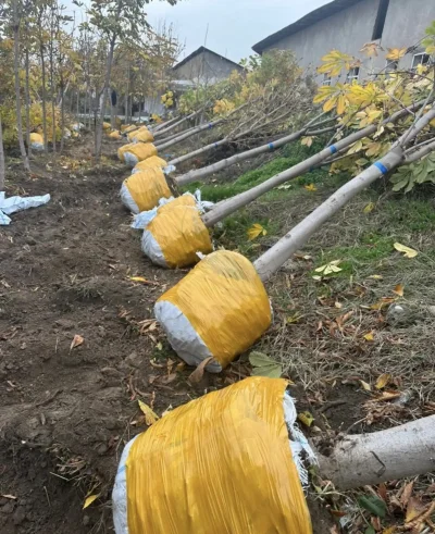 Каштан