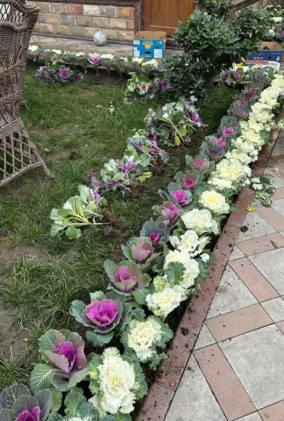 Капуст гул