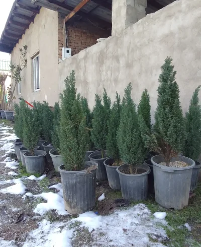Фосфорная ель — миниатюра 2
