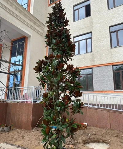 Дерево Магнолия