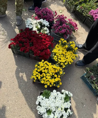 Хризантема