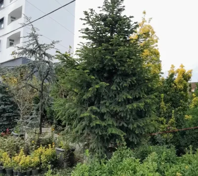 Зелёная Ель