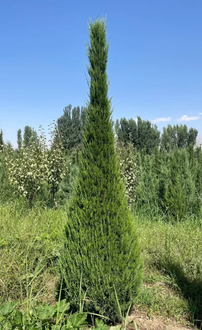 Можжевельник