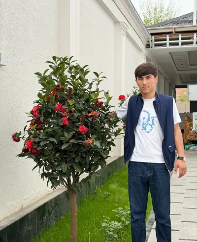 Камелия