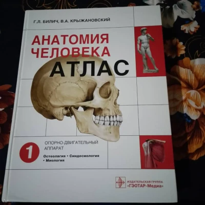 Атлас Анатомия Человека