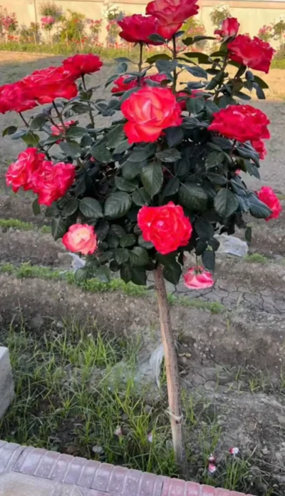 Роза Штампы