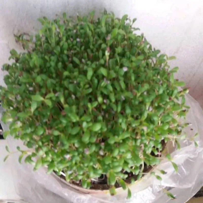 Тухми Рушка